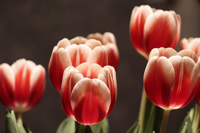 Tulpen