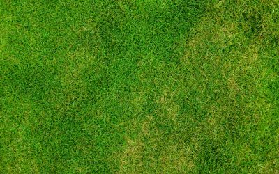 Gazononderhoud in het voorjaar: Zo krijg je een groen en gezond gazon